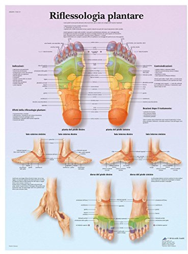 3B Scientific – Laminierte Plantare Reflexzonen Tafel – UV- & Staubgeschütztes Poster für Studium, Lehre & Kliniken