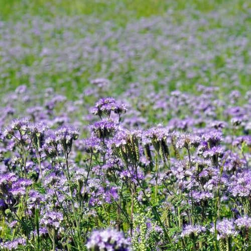 Phacelia Flower Seeds to Attract bee Vegetable Seeds, Green Manure Phacelia tanacetifolia 1000 Seeds