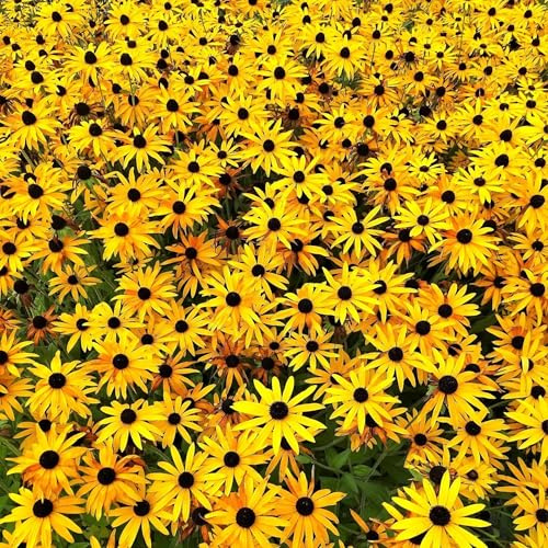 TomorrowSeeds - Black-Eyed Susan Seeds - 110,000+ Count - for 2026 Planting Rudbeckia Hirta Yellow Daisy Brown Betty Ox Eye Golden Gloriosa Sunflower Perennial Flower Grow Your Own Home Farm Patio