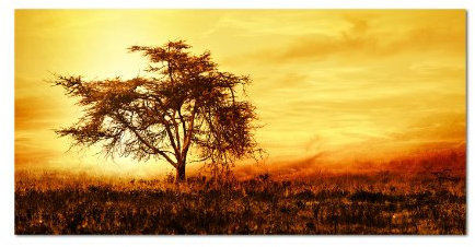 PANORAMA BILD in 120x60cm TOP Bilder! (Einsamer Baum) Wandbild xxl günstig & modern ART PRINT Wandbilder Bilder EXKLUSIVES Fotowandbild auf Leinwand und Keilrahmen Bild Leinwandbild Fotodruck modern Zeitlos Stilvoll wie ein Gemälde Ausführung schöner Kunstdruck auf echter Leinwand als Wandbild mit Rahmen. Preiswerter als Ölbild Gemälde Foto Poster Plakat mit Bilderrahmen.