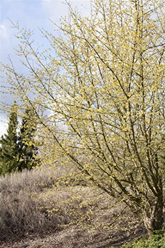Cornus mas 100-125 cm – Winterhart, Mehrjährig, Pflegeleicht – Kornelkirsche – Heckenpflanze für Garten & Sichtschutz