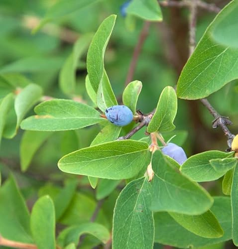 Blaue Heckenkirsche 60-80cm - Lonicera caerulea - lebende Gartenpflanze aus den Baumschulen