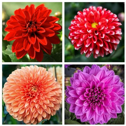 Dahlia tubers UK Hardy=Dahlia Bulbs Plants=Strong Plants That Grow Well=Mix Golden Jade Carving Feels Perfect-4 Bulbs-E