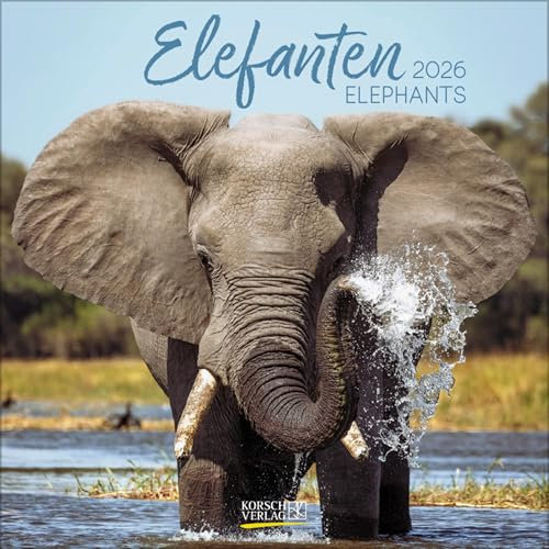 Elefanten 2026: Broschürenkalender mit Ferienterminen. Tierkalender mit viel Platz für Notizen. Mit Monatskalendarium zum Eintragen. 30 x 30 cm
