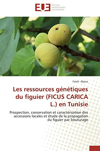 Les ressources génétiques du figuier (FICUS CARICA L.) en Tunisie: Prospection, conservation et caractérisation des accessions locales et étude de la propagation du figuier par bouturage
