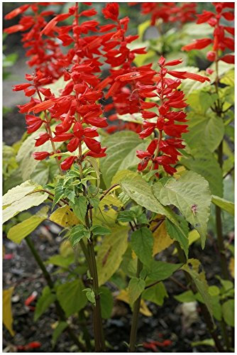 Lot 50 graines de Sauge éclatante Feu de St. Jean - plante annuelle