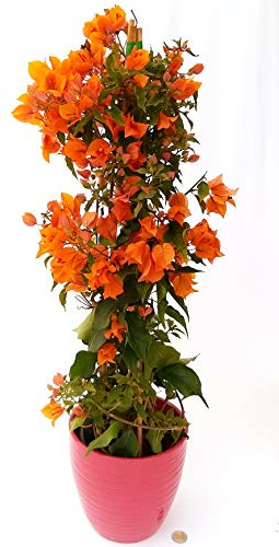 POWERS TO FLOWERS - BOUGAINVILLEA, BUGANVILLEA, ARANCIONE IN VASO CERAMICA FUCSIA, pianta vera