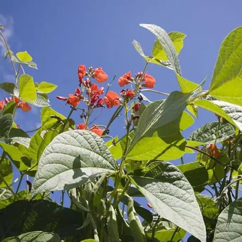 prunkbohnen feuerbohnen anzucht, phaseolus coccineus, gewächshaus balkon, bio wintergemüse kaufen 70samen
