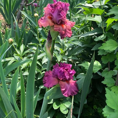 Bulbos de iris, iris, de balcón invernaderos balcón invernadero interior decoraciones jardín exteriores exterior trepadoras jardín rocas 5pcs