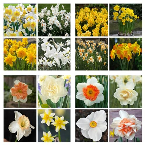 Hardy Perennial,Daffodil Plants UK, Excellent Display Pack of 6 Assorted Miniature Daffodil bulbs-6bulbs-A