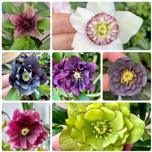 christrosen winterhart - bodendecker stauden für pralle sonne garten 300samen
