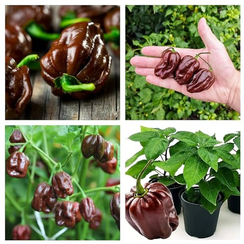 Semi Peperoncino Habanero Chocolate – 150 Semi, Varietà peperone Piccante dei Caraibi, Ideali per Coltivazione in Vaso, Balcone, Giardino e Orto