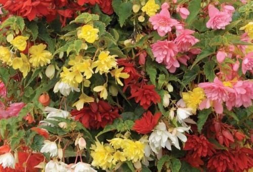 New Pack x6 Trailing Begonia Illumination® Mixed Summer Garden Plug Plants