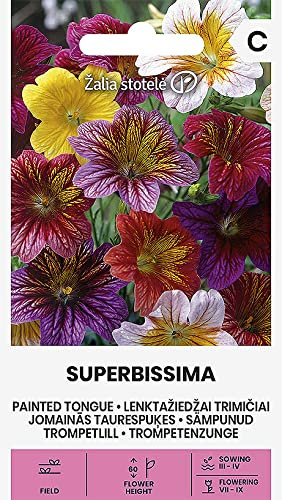 Zalia stotele | Salpiglossis sinuata | SUPERBISSIMA des Graines | Graines de Fleurs | Graines de Plantes | Graines de Jardin | 1 Paquet