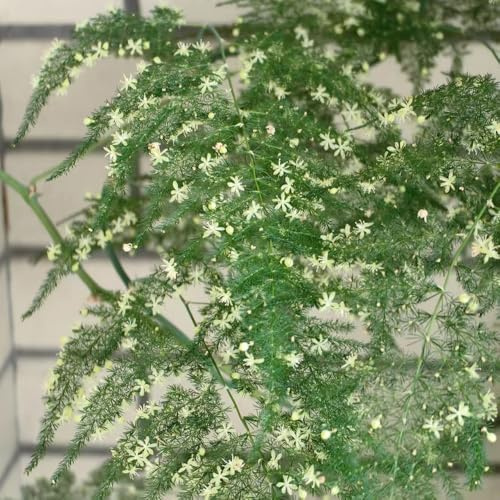 Zierspargel samen, bambuspflanze samen bonsai balkon pflanzen für draußen balkondeko, ausgefallene Spitzgras indoor garden stauden schattenpflanzen saatgut topfpflanzen exotische 100pcs