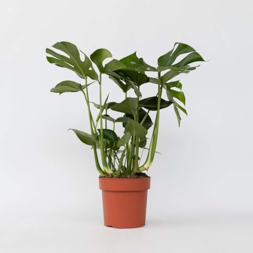 Monstera Deliciosa XL - Pianta del foro - 70-80cm - Ø21cm - Pianta d'appartamento - Sempreverde