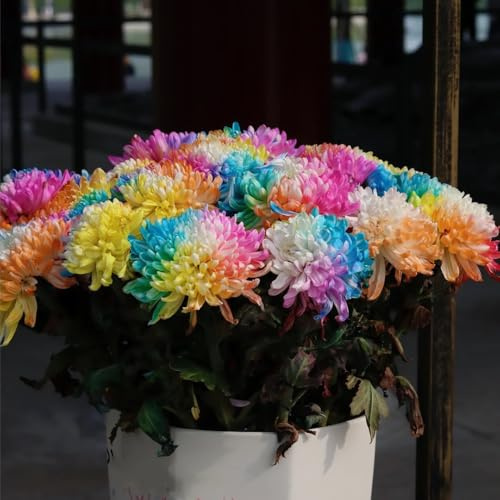 semi di crisantemo, resistenti esterno decorative 1200pcs