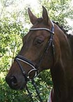 Hans Melzer Trense Wiesbaden schwarz/Silberne Kristalle weiß unterlegt
