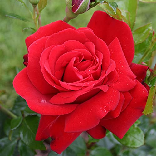 Heirloom Floribunda Roses, Live Own Root Plant for Outdoor Garden, Sunbelt® Desmond Tutu, Moderately FragrantHardiness Zones: 6-10, Repeat Blooming