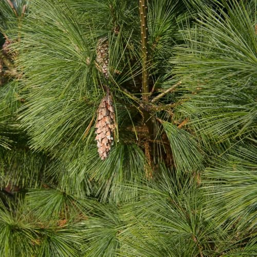 Pinus Schwerinii Wiethorst, Beautiful Dwarf Conifer with Long Light-Green Needles, Hardy and Low-Maintenance, 1x or 2X 3 Litre Pot (25-30cm) by Thompson and Morgan
