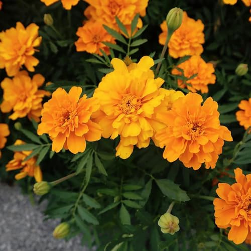 semi di calendula bassi - balcone serra interno perenni resistenti letti rialzati giardino 1000pcs
