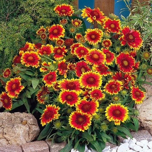 50 semi di Gaillardia - Goblin * Sun Worshiper * Alto calore tollerante * Ez a crescere