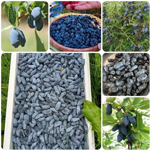 Semi di Lonicera caerulea - semi da giardino frutteto colonnare resistente esotiche Semi di mirtillo siberiano resistenti 200pcs