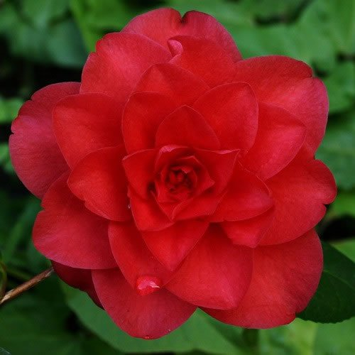 1 X Camellia Japonica 'Black TIE' Evergreen Shrub Hardy Plant in Pot