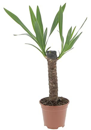 KENTIS - Yucca - Tronchetto della Felicità - Piante Vere Grasse Succulente da Interno - Pianta Ornamentale Resistente da Appartamento - H 50-60 cm Vaso Ø 14 cm