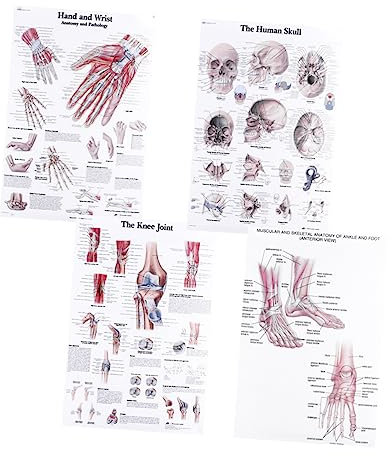 IMIKEYA 4 Stück Anatomie Poster 20x30cm Skelett Und Muskulatur Lehrbild Medizinisches Wandbild Für Schule Und Büro Detailliertes Muskel Knochen Diagramm