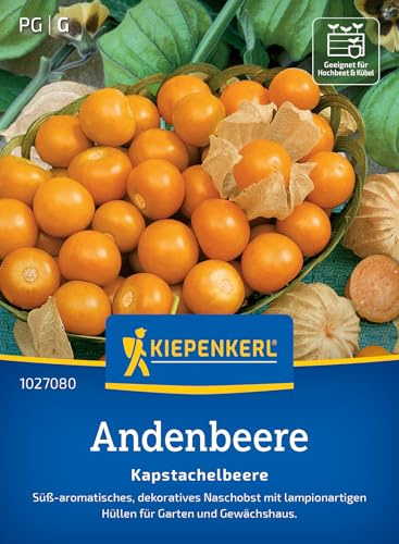 Kiepenkerl Andenbeerensamen Kapstachelbeere 1027080, Gemüsesaat | Dekoratives Naschobst, lampionartige Hüllen, kompakt, für Freiland, Gewächshaus & Topf