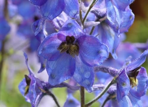 200 Samen Acker-Rittersporn Consolida regalis Rittersporn Wildform Wildblume Naturgarten