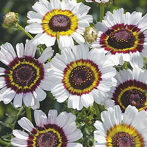 Chrysanthemum Carinartum ‘Cockade’ 1 Packet (200 Seeds) – Thompson and Morgan