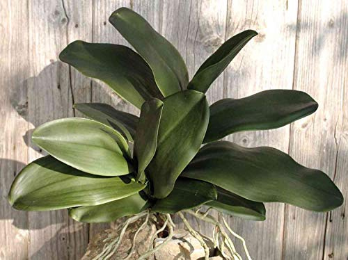artplants.de Dekoblätter Phalaenopsis Orchidee Arlette, Luftwurzeln, 45cm - Orchidee Kunstpflanze - Orchidee Kunststoff