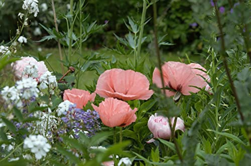 Papaver orientale 'Helen Elizabeth' ca. 11x11 cm Topf - Orientalischer Mohn, zartrosa Blüten, Blütezeit Mai-Juni, ideal für Rabatten, pflegeleicht und winterhart