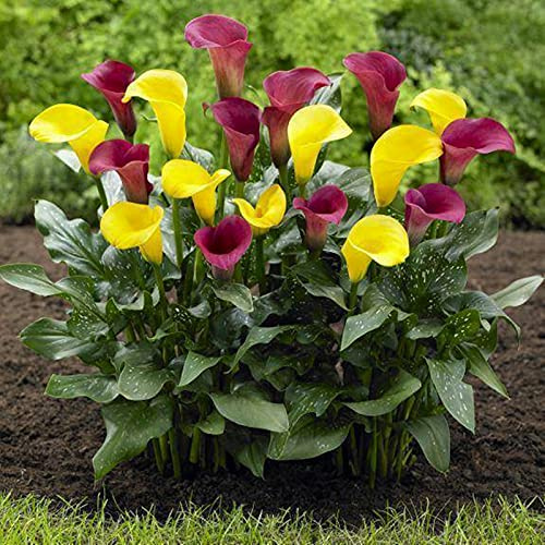 Fiori matrimonio,Calla giglio tuberi,Pianta decorativa magica,piante ornamentali Stunning-10 Bulbi