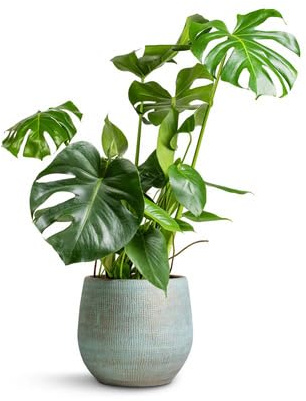 80pcs New Fresh Monstera Plant Seeds