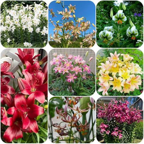 Lilien, für sonnige plätze herbstblumen winterhart outdoor garten balkonpflanzen zimmerpflanzen geschenke 6Zwiebeln