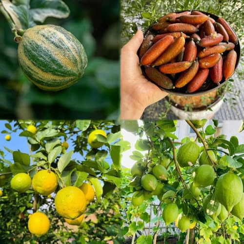 zitronenbaum winterhart - obstpflanzen säulenobstbäume säulenobst büropflanzen zitronenbaum balkon garten zitronen spalierobst pflanzensamen 160samen