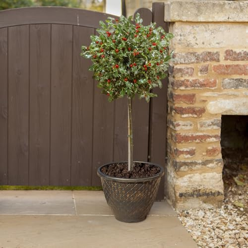 YouGarden Holly Tree Ilex meserveae 'Blue Maid' Mini Standard Potted Tree, 15cm Pot, Supplied 50-55cm Tall, Instant Impact