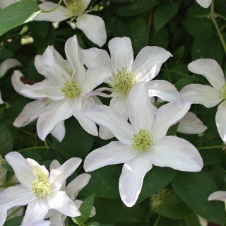 Clematis 'Huldine' - Mehrjährige Kletterpflanze | Weiße Blüten, sommerblühend, winterhart, pflegeleicht, ideal für Rankgitter, Zaun und Pergola, sonnig bis halbschattig