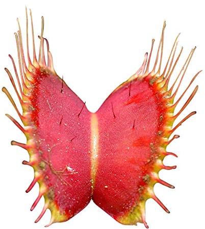 Venus-Fliegenfalle (Dionaea muscipula) 10 Samen (Fleischfressende Pflanze)