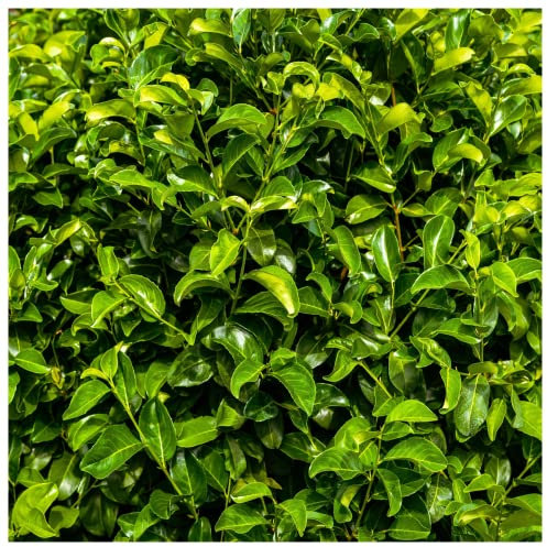 50 Cherry Laurel Fast Growing Evergreen Hedging Plants 20-30cm Tall Potted 3fatpigs®
