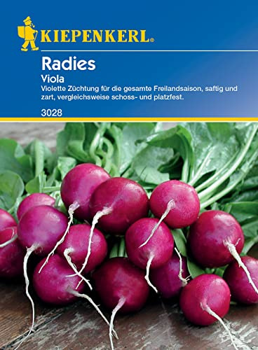 Kiepenkerl 3028 Radieschen Viola, violette Radies-Sorte für die ganze Freilandsaison