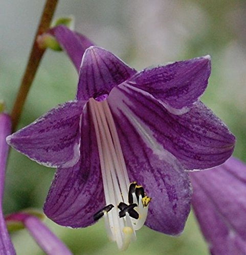 Korea Funkie - Hosta clausa - lebende Gartenpflanze aus den Baumschulen