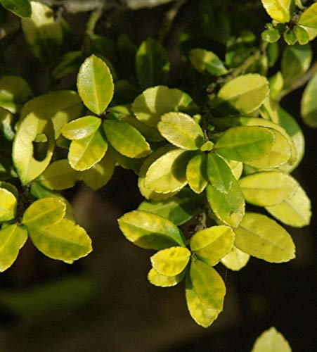 Hochstamm Gelber Bergilex Stechpalme 40-60cm - ilex crenata - lebende Gartenpflanze aus den Baumschulen