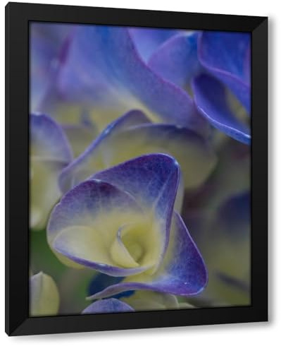ArtDirect Usa-Washington State-Bellevue. Blue and white Bigleaf hydrangea flower Custom Framed Art Print Giclee Print or Canvas Options with Various Sizes and Customization by Merrill Images