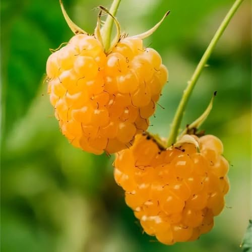 semillas de frambuesa organicas - balcón, variedades antiguas exóticas, para jardín, interior 50pcs