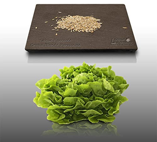 500 Graines à semer - Le Grenier d'Abondance - LAITUE POMMEE de Printemps et d'été - Grosse blonde paresseuse