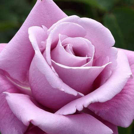 Verdecora Rosal Grandiflora Violeta Charles de Gaulle - Planta Natural con Flor - Rosa Perfumada de plantación…